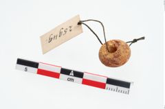 Foto von Bernsteinringperle (NHMW-PRAE-025949)